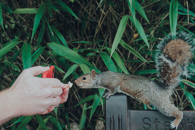 Man feeding a piece of bread to a squirrel and filming it on his phone in holland park, london, uk.