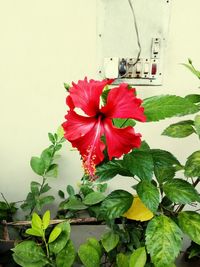 Close-up of red hibiscus flower