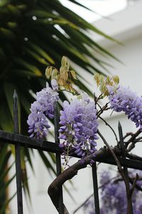 Close-up of purple flowers on tree