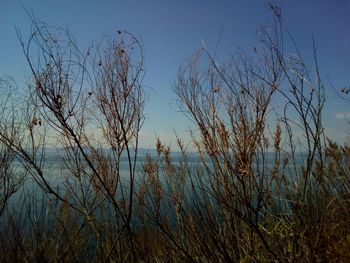 Low angle view of silhouette plants against sky