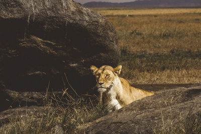 View of a lioness hiding behind some rocks in the serengeti