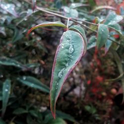 Close-up of leaves