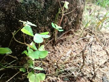 Close up of plant growing in forest