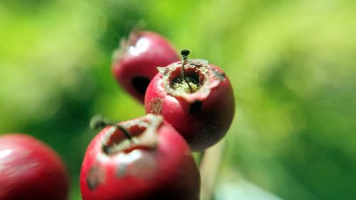 Close-up of red fruit on plant