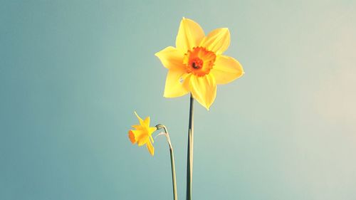 Close-up of yellow flower against orange sky