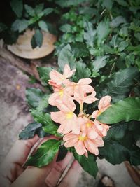 Close-up of hand on plant