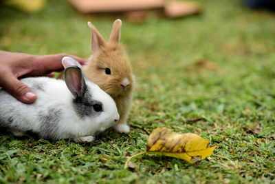 Close-up of rabbit on field