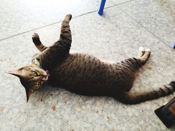 High angle view of cat lying on floor