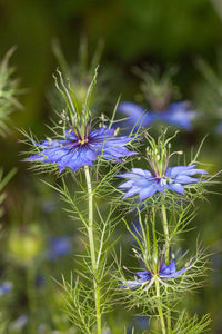 Close-up of purple flowering plants