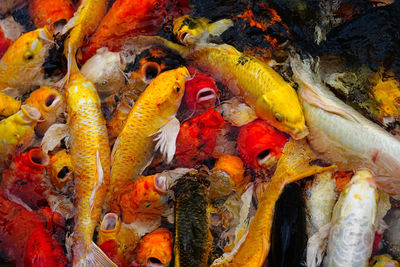 Close-up of fish swimming in sea