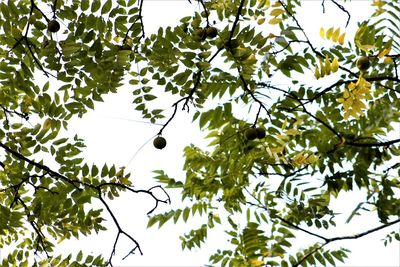 Low angle view of tree against sky