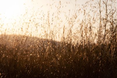 Close-up of crops growing on field against sky during sunset