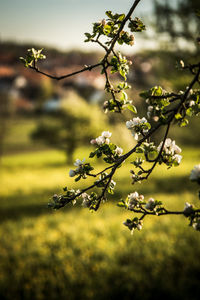 Close-up of flowering plant on field