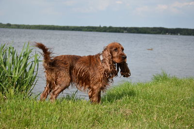 Dog standing on grass by lake
