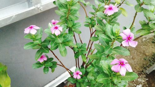 Close-up of pink flowering plants