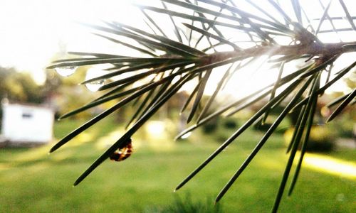 Close-up of grass against sky