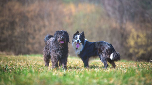 Two dogs on field