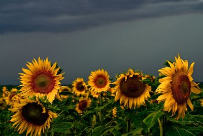 Close-up of sunflower field against sky