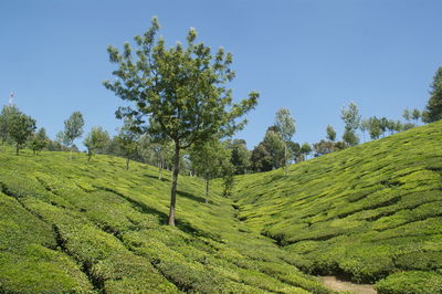 Scenic view of grassy field against sky