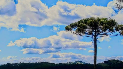 Low angle view of trees against cloudy sky