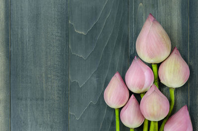 Directly above shot of tulips