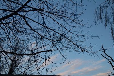 Low angle view of bare tree against sky