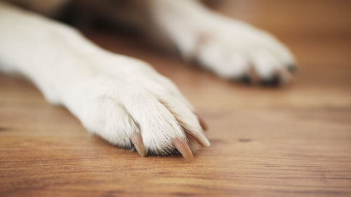 Paws of labrador retriever on wooden floor. close-up of waiting dog at home.