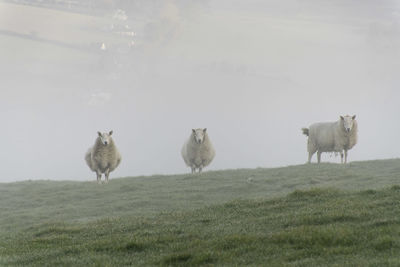 Sheep standing in a field, partially obscured by mist