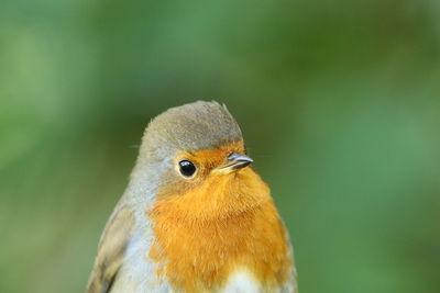 Close-up of bird perching