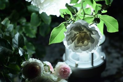 Close-up of rose plant