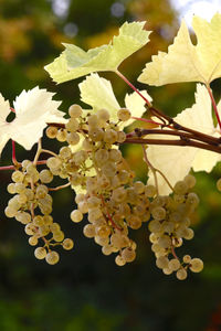 Close-up of flowers on tree