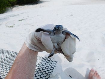 Cropped hand on person holding turtle at beach 