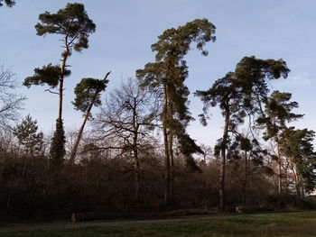 Trees on field against sky