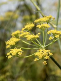 Close-up of yellow flowering plant