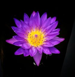 Close-up of purple water lily