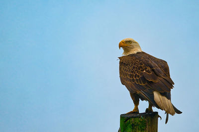 Low angle view of bird perching on wooden post