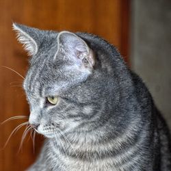 Close-up of a cat looking away