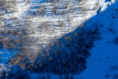 Close-up of tree trunk during winter