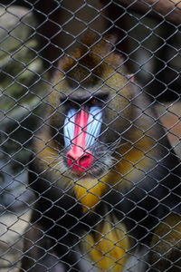 Close-up of monkey in cage