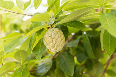 Close-up of fruit growing on tree