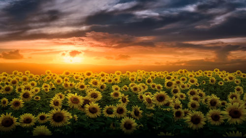 Scenic view of sunflower field against sky during sunset