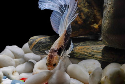 Siamese fighting fish, betta splendens, colorful fish on a black background, halfmoon betta.