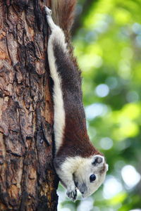 Close-up of a squirrel on tree