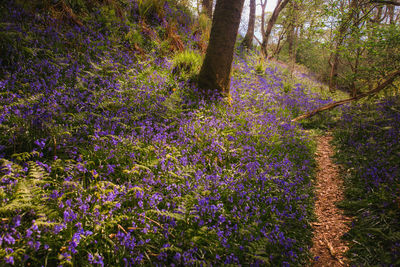Scenic view of purple flower trees in field