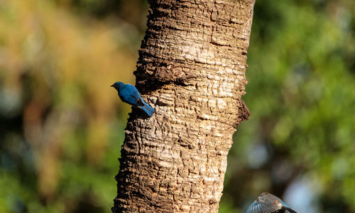 Eastern bluebird sialia sialis perches on a pine tree in naples, florida