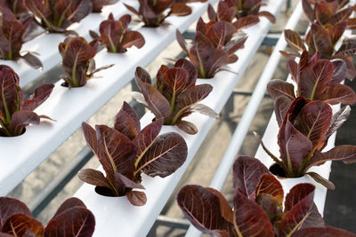 High angle view of leaves on plant