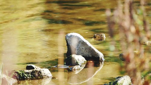 Duck swimming in a lake
