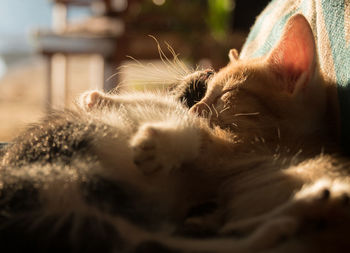 Close-up of cat sleeping on a chair at sunset