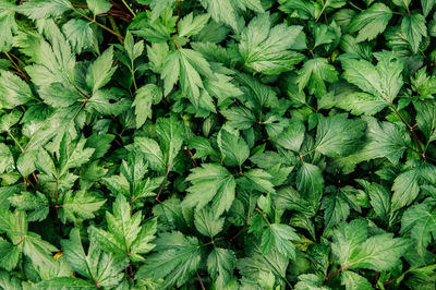 Full frame shot of fresh green plants