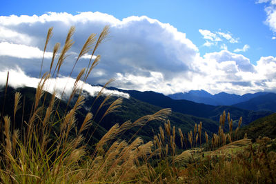 Plants growing on field against sky